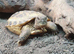 Baby Horsfield tortoises