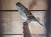 Gold finch mule
