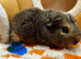 Bonded Baby Male Guinea Pigs