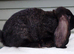 Baby French Lop - Ready Now