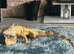 Male green iguana