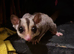 Sugar gliders