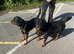 2X Rottweiler Pups