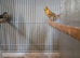 Canaries