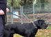 Lo Raso Cane Corso UK founder