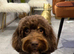 STUNNING PROVEN AND TESTED TRICOLOUR CHOCOLATE/TAN AND CREAM BOY FOR STUD