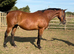 16.1 project thoroughbred mare