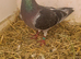 Lovely bird