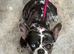 3 year old merle frenchie