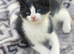 Beautiful kittens