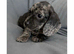 Stunning puppies mini Dachshund