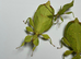 Trio of adult Colourful leaf insects (Phyllium letiranti "Tataba") plus free eggs