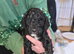 last puppy left best saved until last!! Reduced!! St Berdoodle x sproodle puppies (READY NOW)