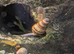 Assasin Snails
