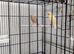 A Stunning Pair Of Canaries With Cage