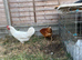 Lying hens