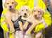 Gorgeous KC reg Labrador puppies