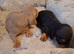 Miniature dachshund pups
