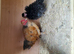Pair of necked neck bantam chickens