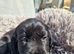 Cooker spaniels puppies