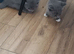 British blue kittens