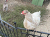 3 friendly chicken for sale