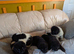 Newfoundland pups for sale male and