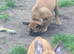 Standard red fawn/pied French bulldog