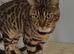 Bengal stud available