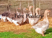 Dewlap Toulouse Goose PAIRS *NEAR HONITON DEVON*