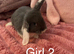 Mini lops ready now