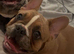 French bull dog (male 2 years old)