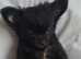 Last boy long coat black chihuahua pup