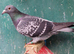 COMPLETE LOFT CLEARANCE - MARATHON & LONG DISTANCE RACING PIGEONS
