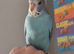 Baby budgie