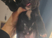 Beautiful presa canario x American p bully pups