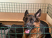 Gorgeous pedigree German Shepherd Puppies