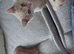 4 Months Young Adorable Scottish Fold Kittens