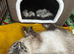 Gorgeous ragdoll kittens