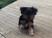 Tiny Yorkshire Terriers