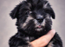 Miniature schnauzer k c reg