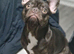 French bulldog brown and brindle and black 5months old