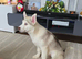 15 week old Siberian Male Husky