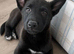 Dutch herder puppy