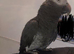 African grey parrot good talker inc cage all toys