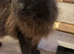 Maine Coon Cat for Sale - £600