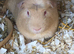 Adult 9 months male guinea pigs
