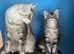 Maine Coon female kitten