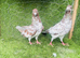 Pakistani Pigeons for Sale &ndash; 20 Pairs Available