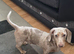 Miniature Dachshund 5 months